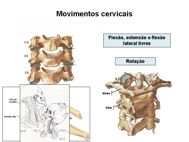 Movimentos cervicais Flexão, extensão e flexão lateral livres Rotação 