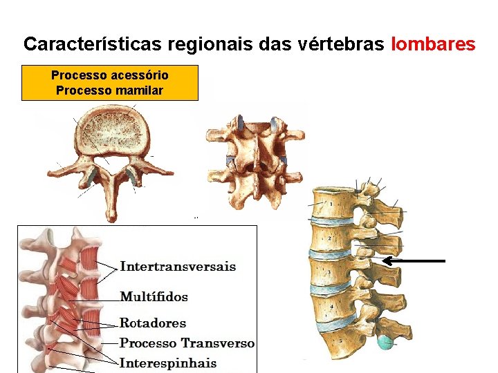 Características regionais das vértebras lombares Processo acessório Processo mamilar 