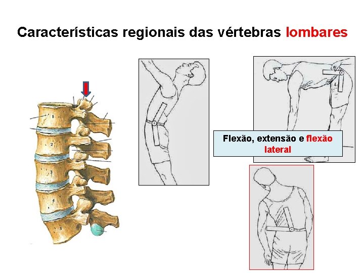 Características regionais das vértebras lombares Flexão, extensão e flexão lateral 