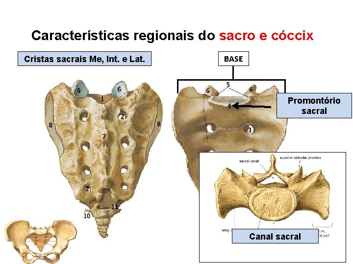 Características regionais do sacro e cóccix Cristas sacrais Me, Int. e Lat. BASE Promontório