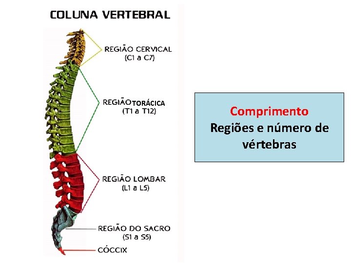 TORÁCICA Comprimento Regiões e número de vértebras 