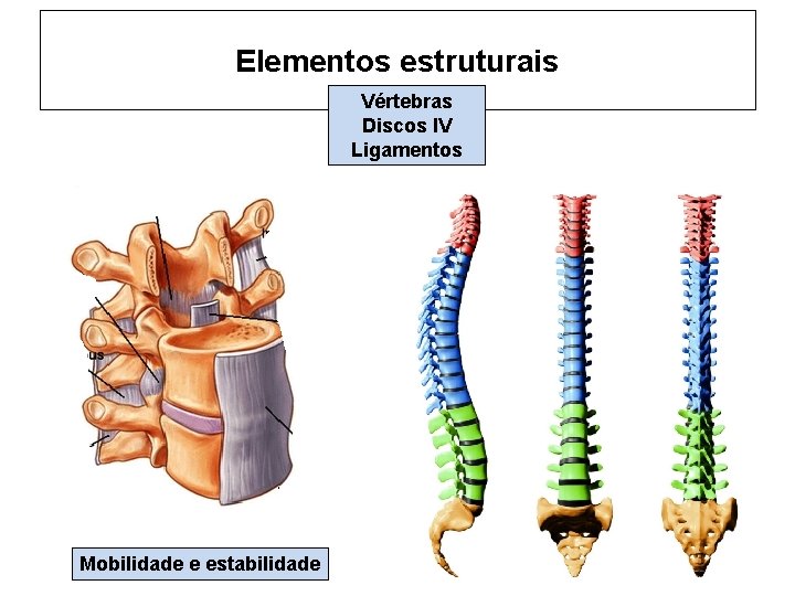 Elementos estruturais Vértebras Discos IV Ligamentos Mobilidade e estabilidade 