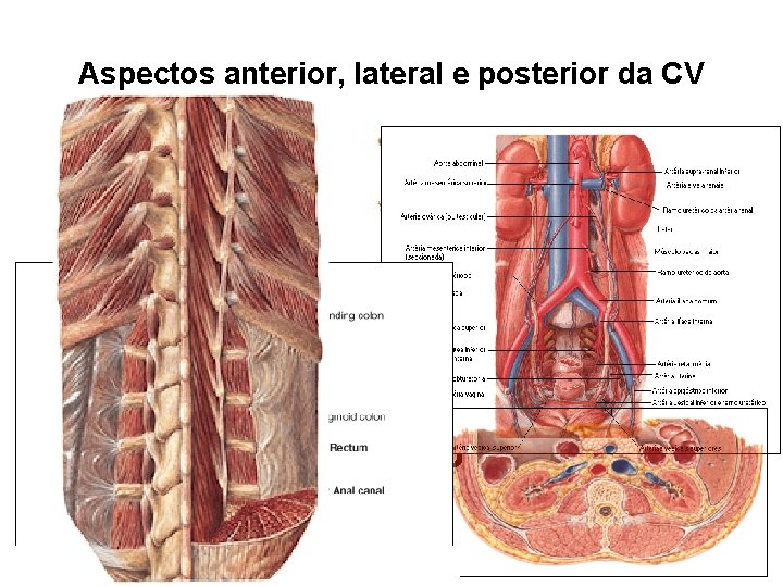 Aspectos anterior, lateral e posterior da CV 