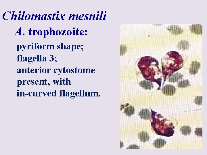 Chilomastix mesnili A. trophozoite: pyriform shape; flagella 3; anterior cytostome present, with in-curved flagellum.