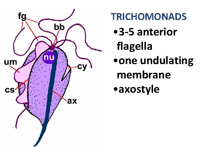 TRICHOMONADS • 3 -5 anterior flagella • one undulating membrane • axostyle 