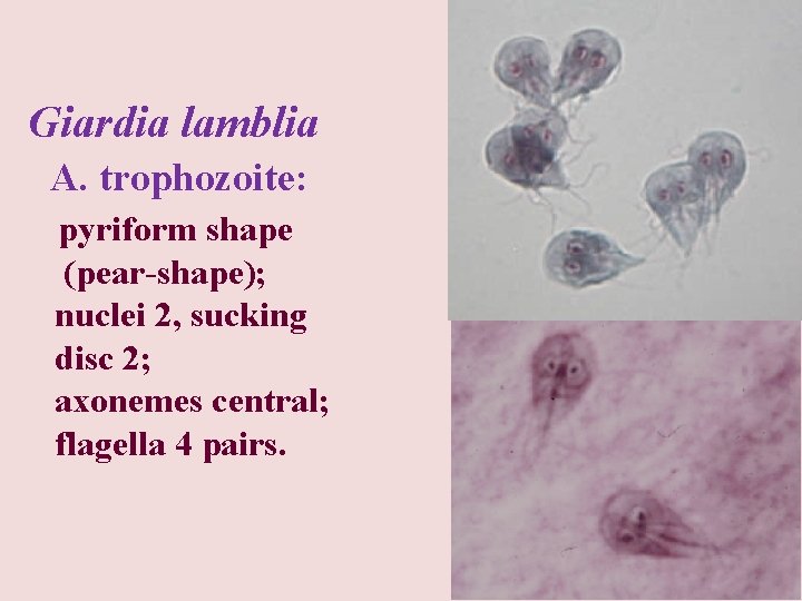 Giardia lamblia A. trophozoite: pyriform shape (pear-shape); nuclei 2, sucking disc 2; axonemes central;