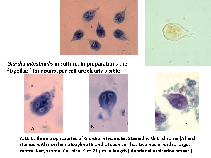 Giardia intestinalis in culture. In preparations the flagellae ( four pairs. per cell are