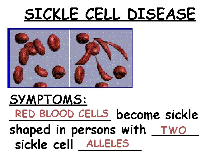 SICKLE CELL DISEASE SYMPTOMS: RED BLOOD CELLS become sickle _______ TWO shaped in persons