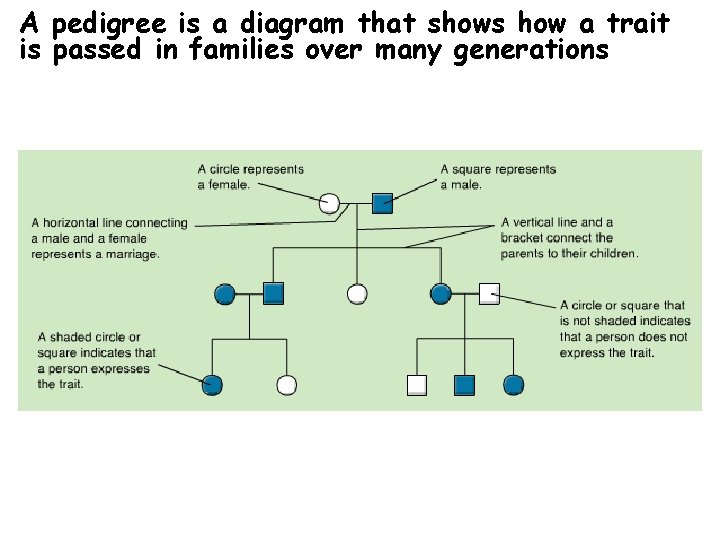 A pedigree is a diagram that shows how a trait is passed in families