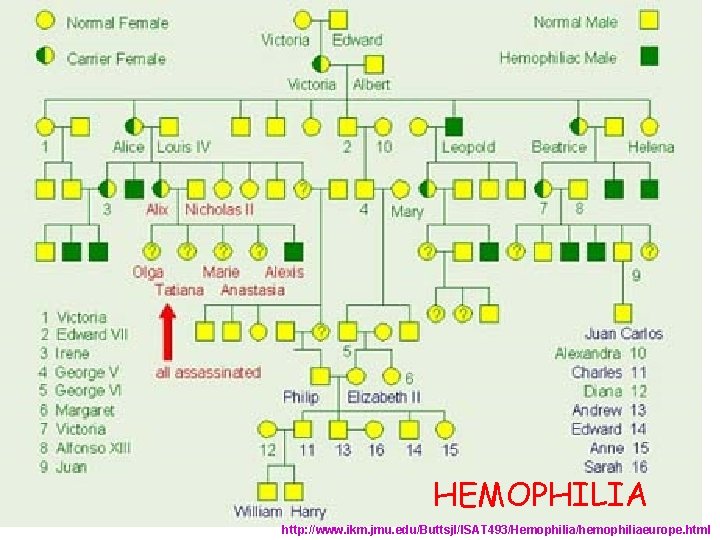 HEMOPHILIA http: //www. ikm. jmu. edu/Buttsjl/ISAT 493/Hemophilia/hemophiliaeurope. html 