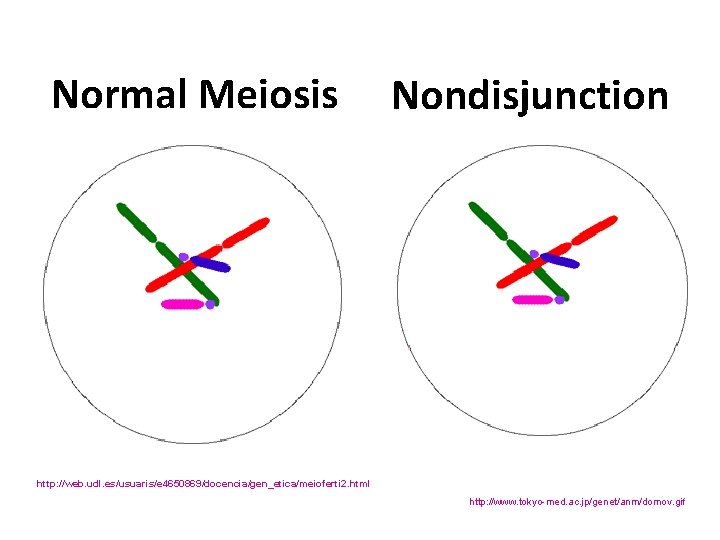 Normal Meiosis Nondisjunction http: //web. udl. es/usuaris/e 4650869/docencia/gen_etica/meioferti 2. html http: //www. tokyo-med. ac.