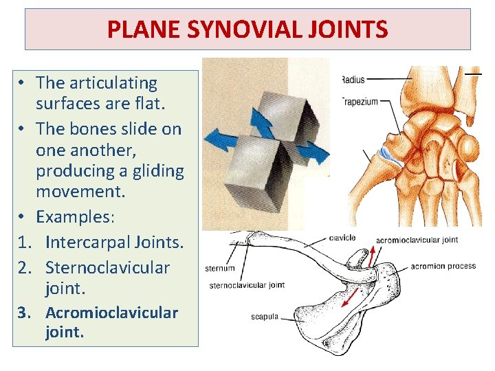 PLANE SYNOVIAL JOINTS • The articulating surfaces are flat. • The bones slide on