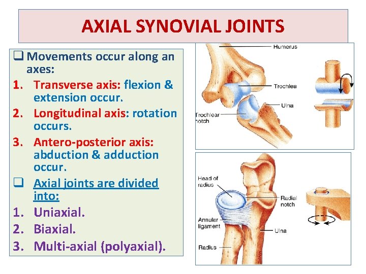 AXIAL SYNOVIAL JOINTS q Movements occur along an axes: 1. Transverse axis: flexion &