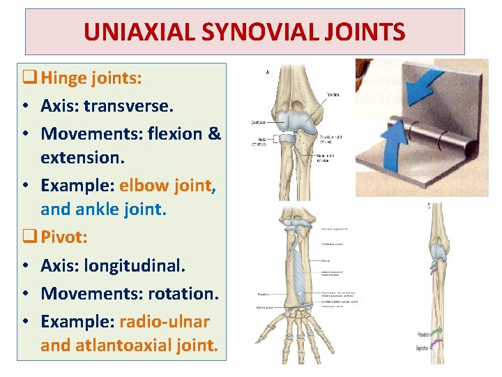 UNIAXIAL SYNOVIAL JOINTS q Hinge joints: • Axis: transverse. • Movements: flexion & extension.