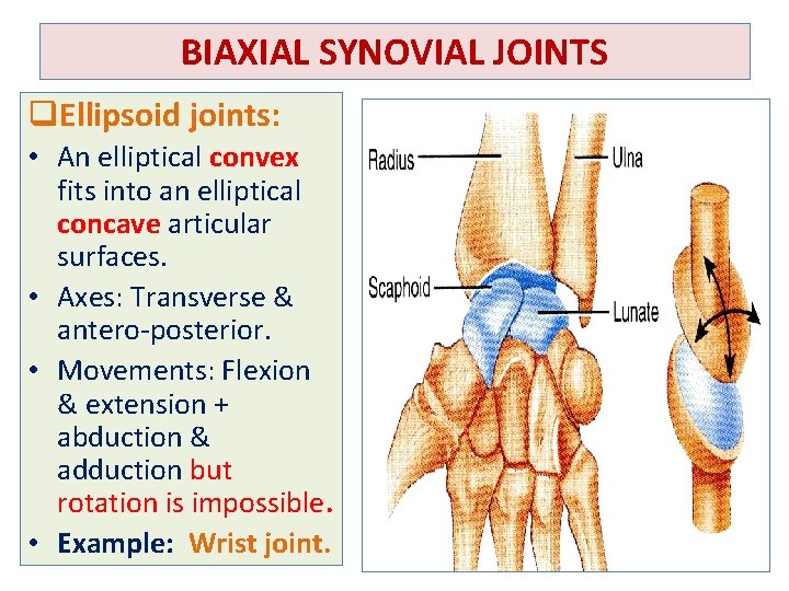 BIAXIAL SYNOVIAL JOINTS q. Ellipsoid joints: • An elliptical convex fits into an elliptical