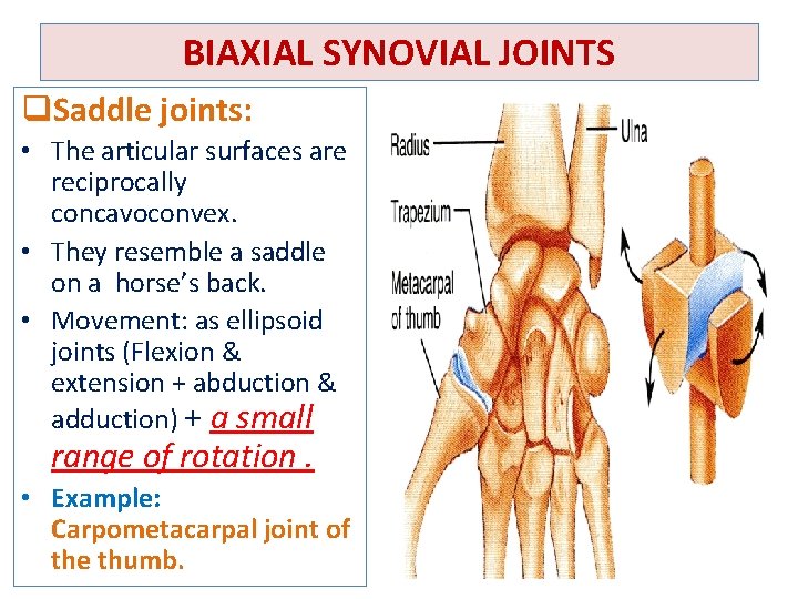 BIAXIAL SYNOVIAL JOINTS q. Saddle joints: • The articular surfaces are reciprocally concavoconvex. •