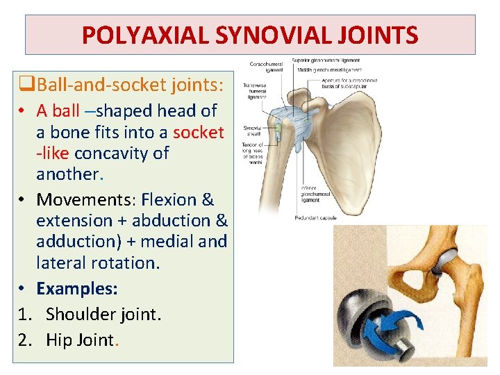 POLYAXIAL SYNOVIAL JOINTS q. Ball-and-socket joints: • A ball –shaped head of a bone