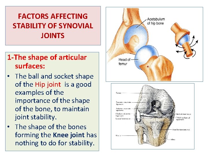 FACTORS AFFECTING STABILITY OF SYNOVIAL JOINTS 1 -The shape of articular surfaces: • The
