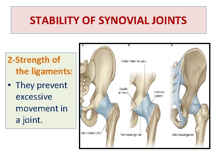 STABILITY OF SYNOVIAL JOINTS 2 -Strength of the ligaments: • They prevent excessive movement