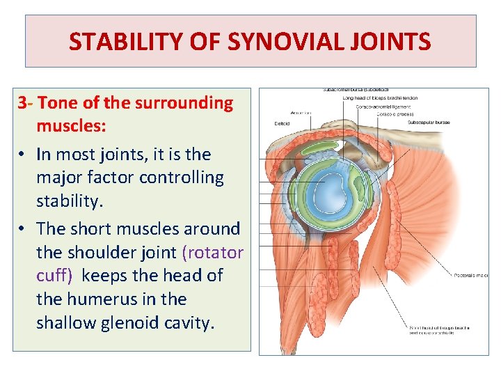 STABILITY OF SYNOVIAL JOINTS 3 - Tone of the surrounding muscles: • In most