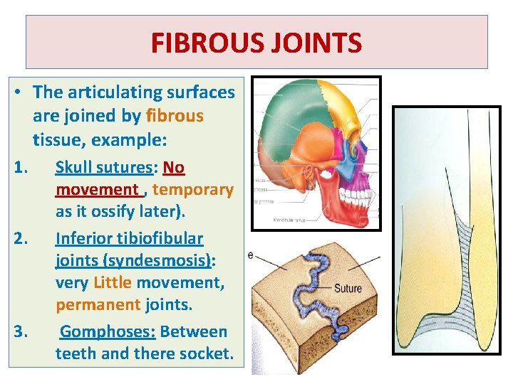 FIBROUS JOINTS • The articulating surfaces are joined by fibrous tissue, example: 1. 2.