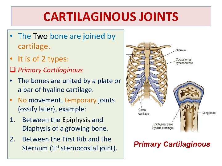 CARTILAGINOUS JOINTS • The Two bone are joined by cartilage. • It is of