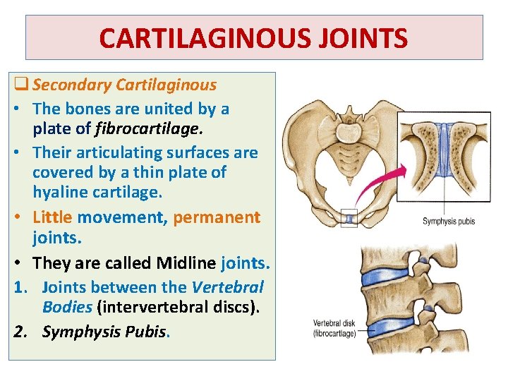 CARTILAGINOUS JOINTS q Secondary Cartilaginous • The bones are united by a plate of