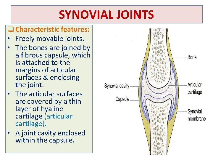 SYNOVIAL JOINTS q Characteristic features: • Freely movable joints. • The bones are joined