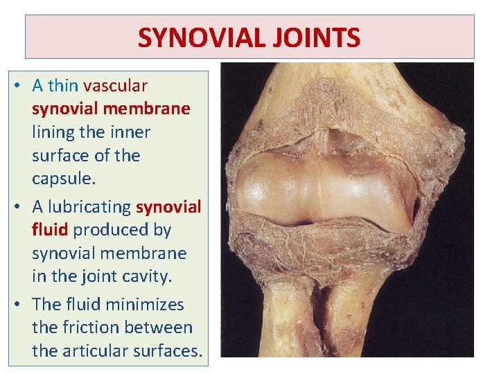 SYNOVIAL JOINTS • A thin vascular synovial membrane lining the inner surface of the