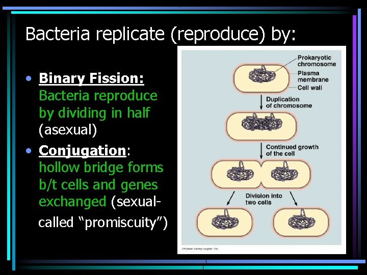 Bacteria replicate (reproduce) by: • Binary Fission: Bacteria reproduce by dividing in half (asexual)