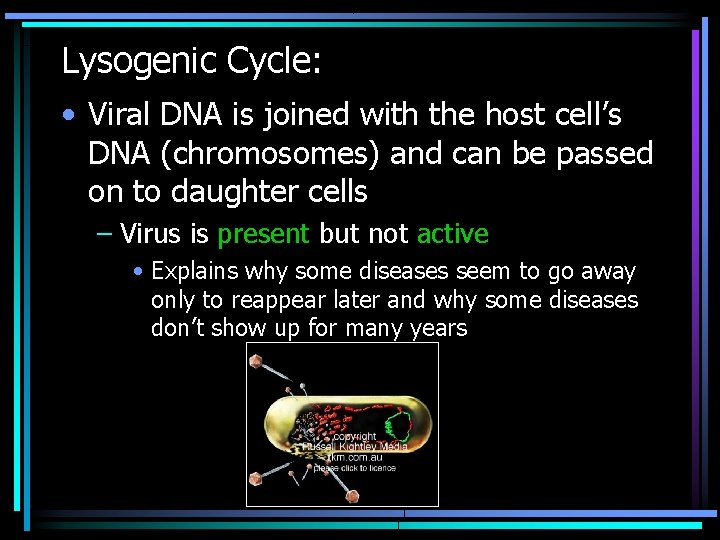 Lysogenic Cycle: • Viral DNA is joined with the host cell’s DNA (chromosomes) and