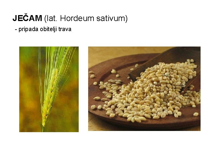 JEČAM (lat. Hordeum sativum) - pripada obitelji trava 