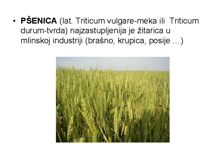  • PŠENICA (lat. Triticum vulgare-meka ili Triticum durum-tvrda) najzastupljenija je žitarica u mlinskoj