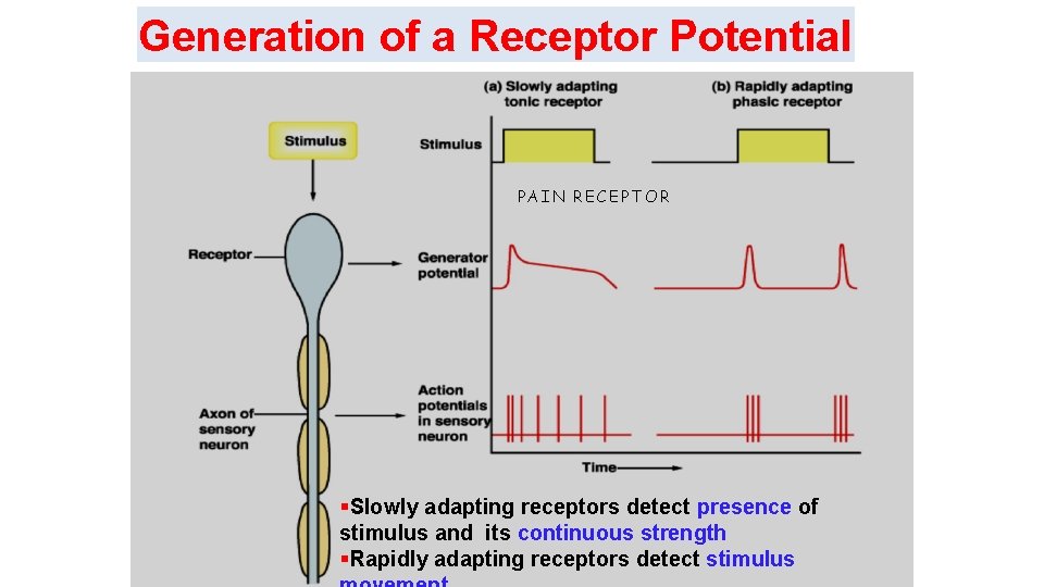 Generation of a Receptor Potential PAIN RECEPTOR Slowly adapting receptors detect presence of stimulus