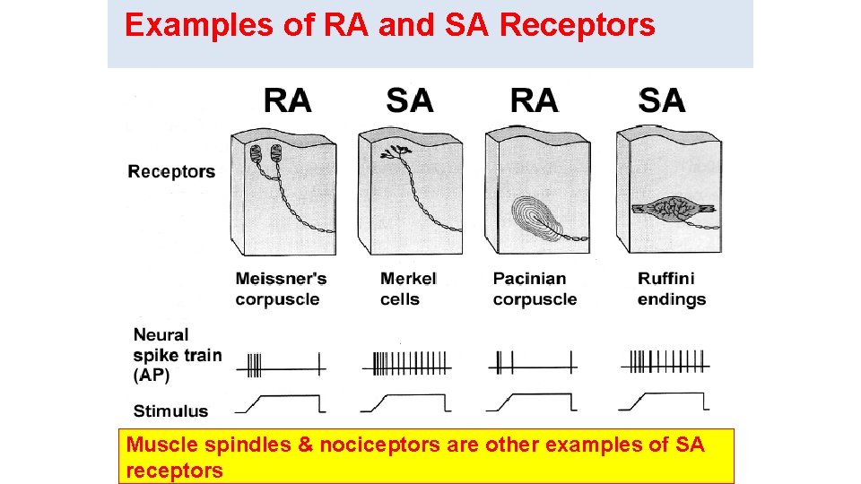 Examples of RA and SA Receptors Muscle spindles & nociceptors are other examples of