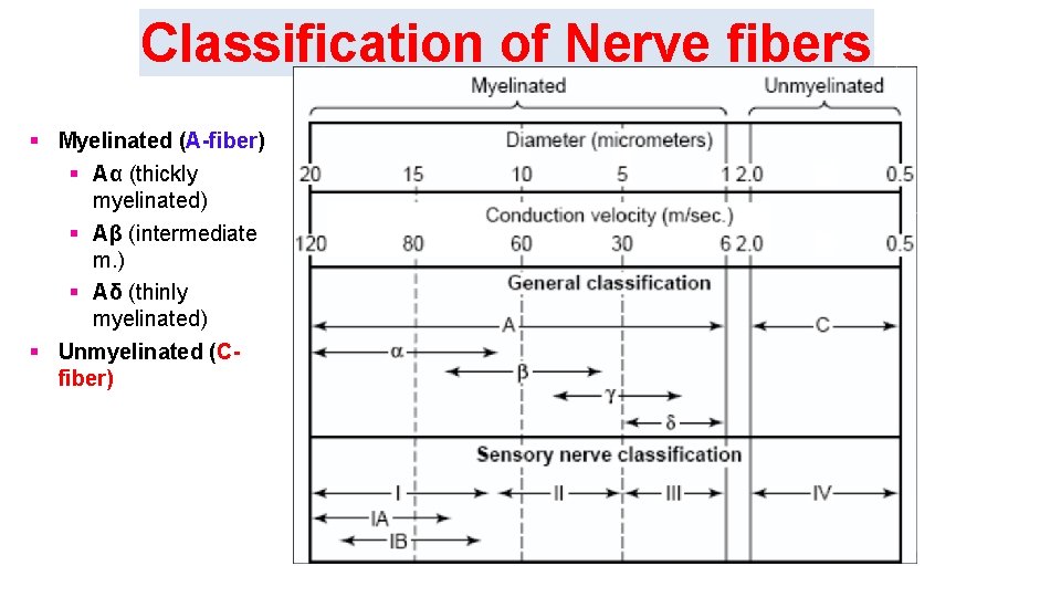 Classification of Nerve fibers Myelinated (A-fiber) Αα (thickly myelinated) Aβ (intermediate m. ) Aδ