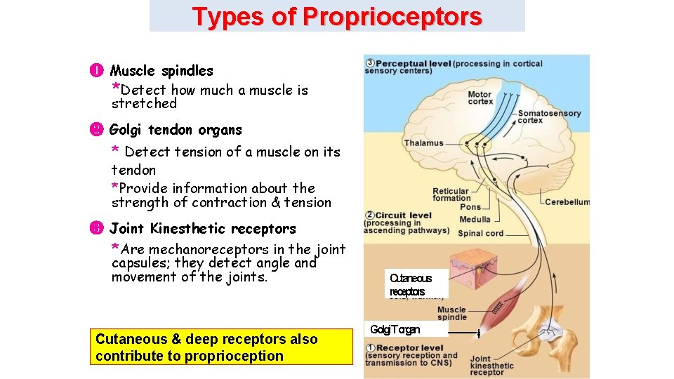 Types of Proprioceptors ❶ Muscle spindles *Detect how much a muscle is stretched ❷