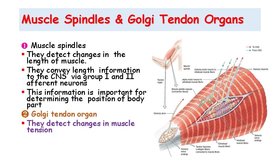 Muscle Spindles & Golgi Tendon Organs ❶ Muscle spindles They detect changes in the