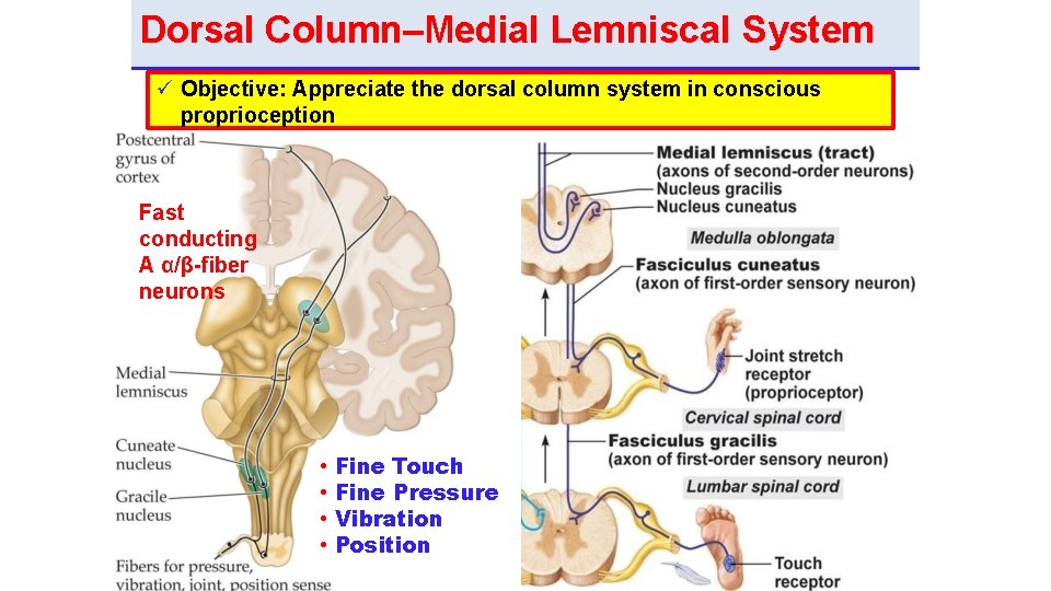 Dorsal Column–Medial Lemniscal System Objective: Appreciate the dorsal column system in conscious proprioception Fast