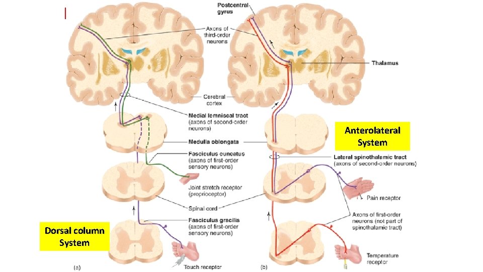 Nociceptive vs Non-nociceptive Pathways A α/βfibres Dorsal column System • Fine Touch • Pressure