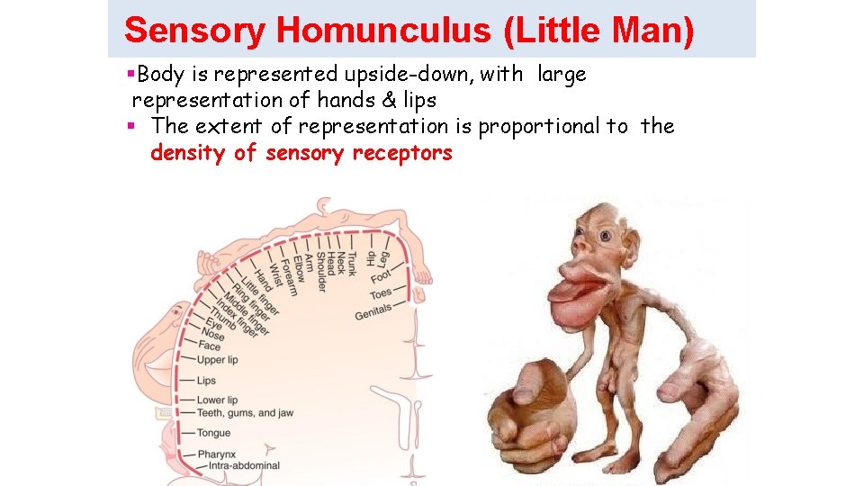 Sensory Homunculus (Little Man) Body is represented upside-down, with large representation of hands &