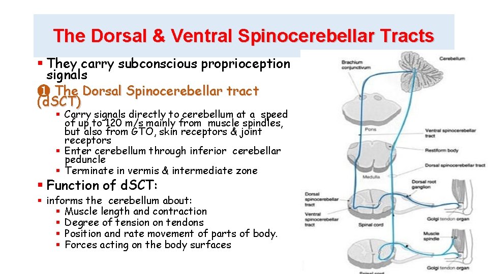 The Dorsal & Ventral Spinocerebellar Tracts They carry subconscious proprioception signals ❶ The Dorsal