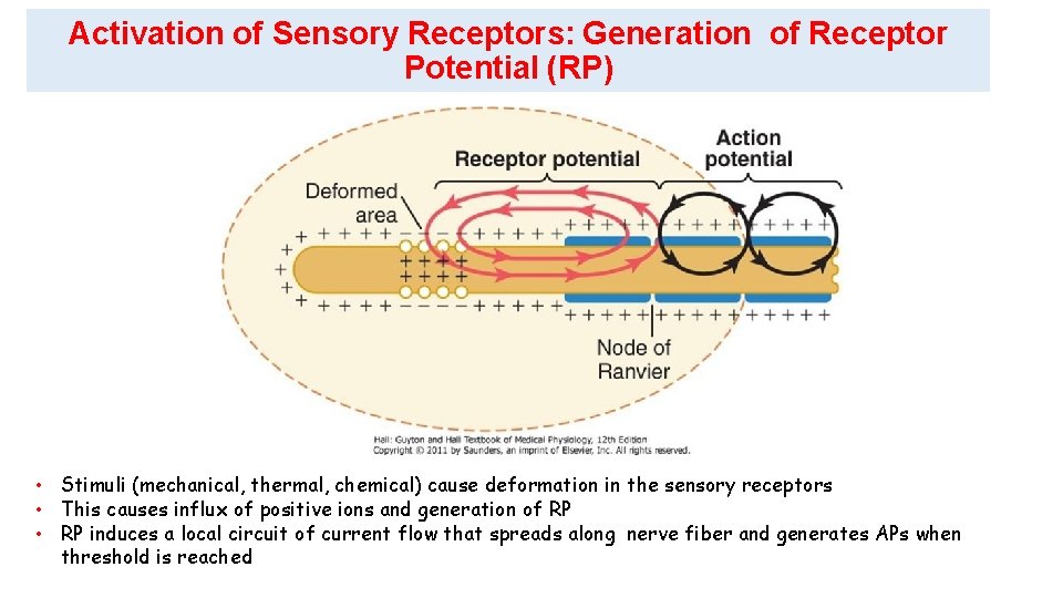 Activation of Sensory Receptors: Generation of Receptor Potential (RP) • Stimuli (mechanical, thermal, chemical)