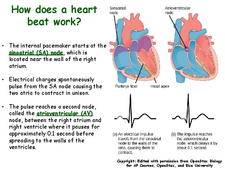 How does a heart beat work? • The internal pacemaker starts at the sinoatrial