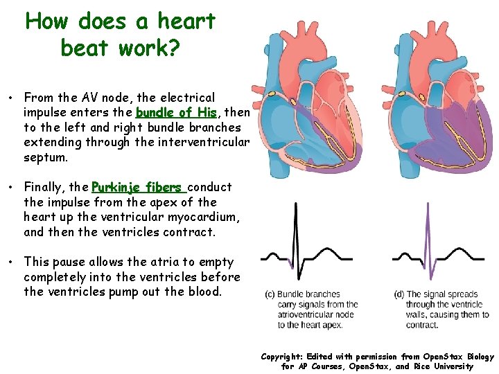 How does a heart beat work? • From the AV node, the electrical impulse