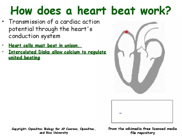 How does a heart beat work? • Transmission of a cardiac action potential through