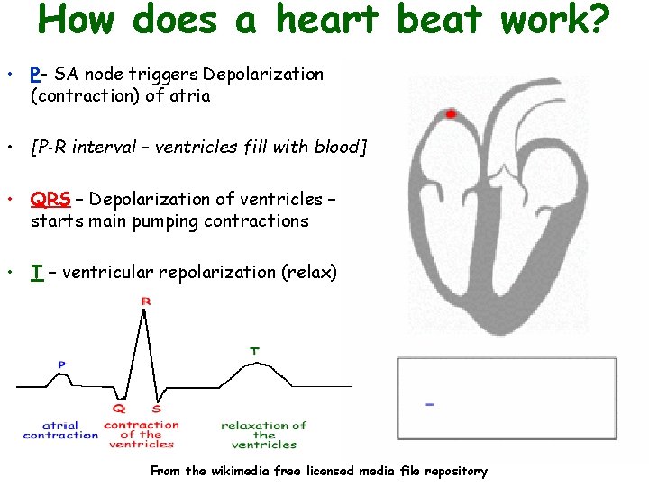 How does a heart beat work? • P- SA node triggers Depolarization (contraction) of