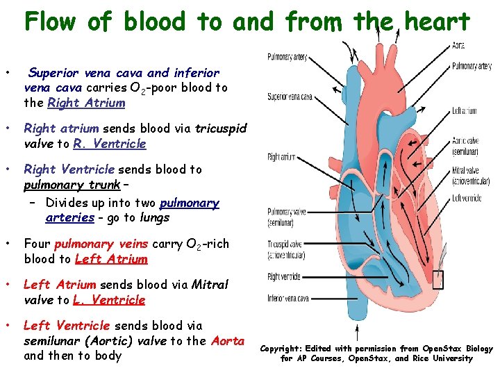 Flow of blood to and from the heart • Superior vena cava and inferior