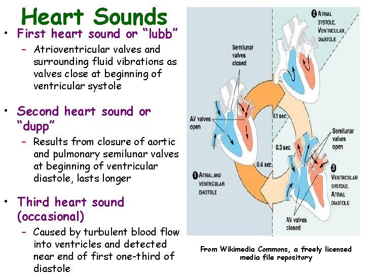 Heart Sounds • First heart sound or “lubb” – Atrioventricular valves and surrounding fluid