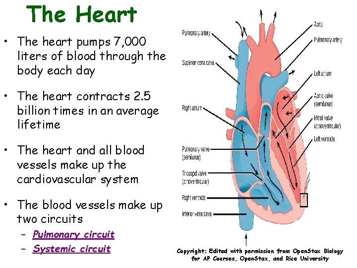 The Heart • The heart pumps 7, 000 liters of blood through the body